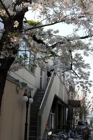 路地側の桜